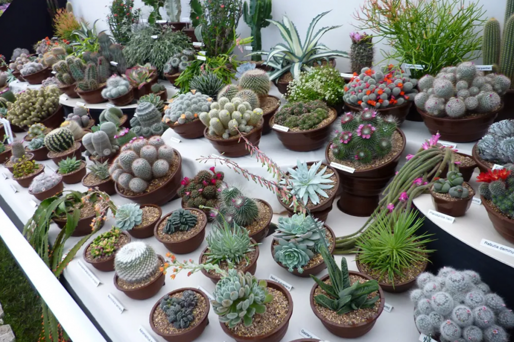 Discover The World Of Succulent Plants